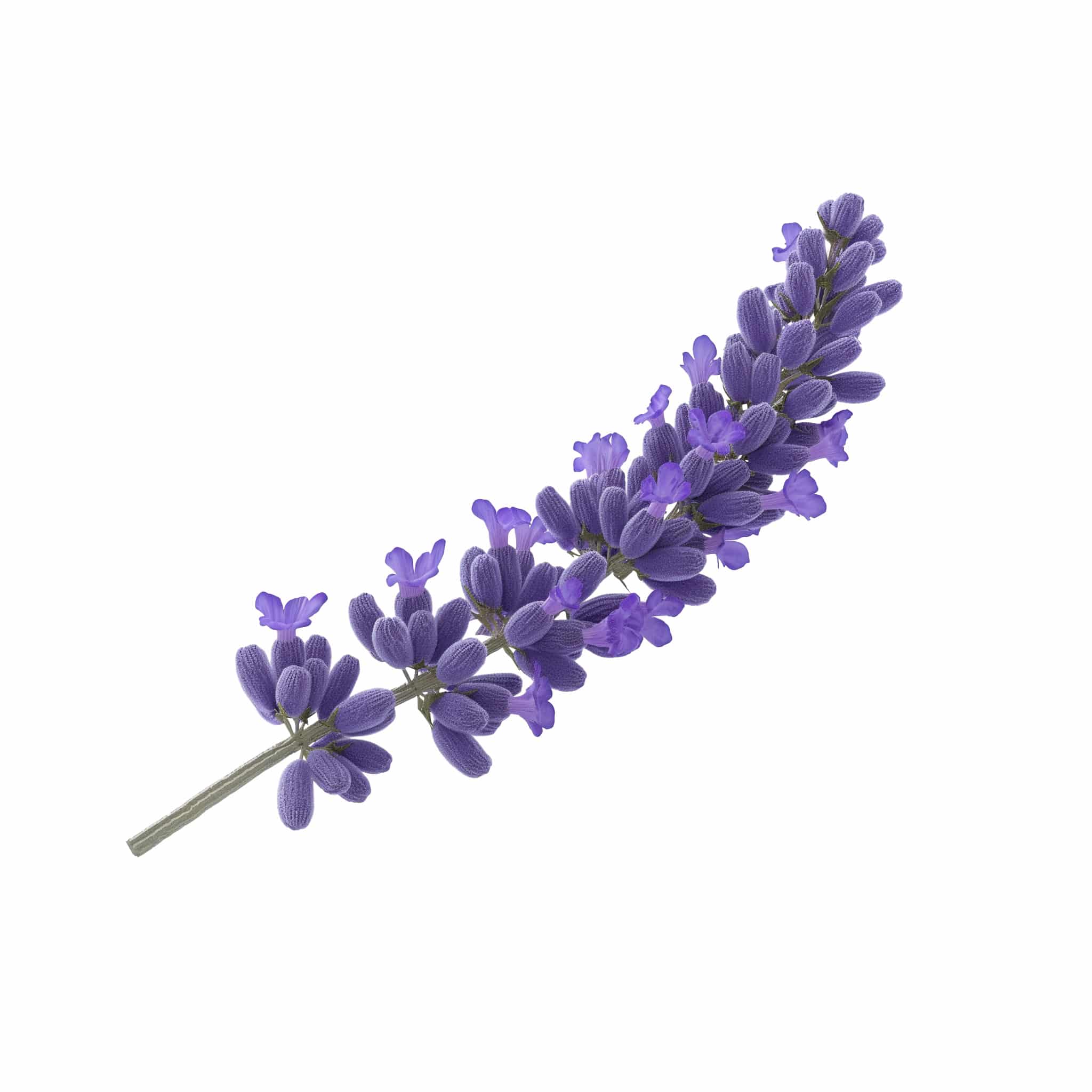 geurnoot lavendel